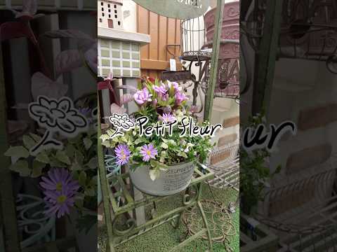 日当たりの良い鉢植え：熱波に強い13種からお選びください  庭園