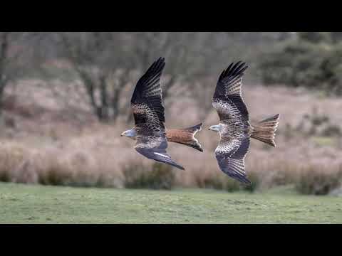 Deep Dreamy Vibes 09 - Altar Ego