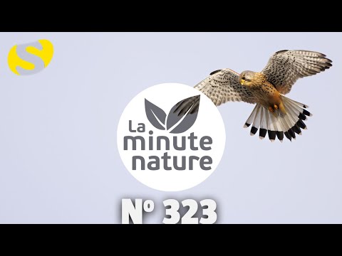 LE FAUCON DE L'ESPOIR (No 323)