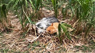 Abandoned Together: Dog & Cat Waited 1 Month for Owner Who Never Returned... 💔