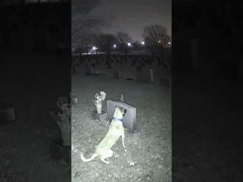 Dog Visits Owner’s Grave at Night 😢 #Wholesome #Emotional #Shorts