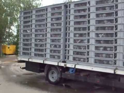 DALLES BUCSANI. etapa  caplani.1  .adaparea .