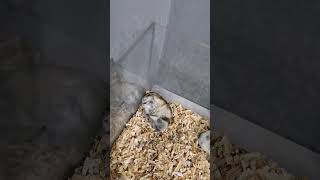 Download lagu #capybara #カピバラさん #cute #pets #animals #trending #ハムスター #cuteanimals #可愛い #lucu #funny mp3