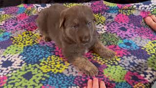 Video preview image #1 German Shepherd Dog Puppy For Sale in PIEDMONT, MO, USA