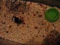 Non Stop Circle Running Mouse 