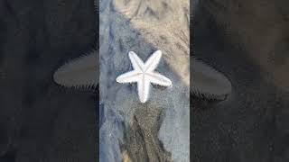 starfish video with song WhatsApp status - starfish - beach beauty