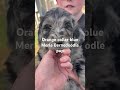 Bernedoodle dogs for sale: Bernedoodle Puppy 3 - Video 1