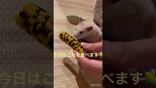 コーンをいただきますね🌽#kawaii #ハムスター #japan #癒し #キンクマ #かわいい #pets #ペット #cute #follow #コーン #とうもろこし #動物