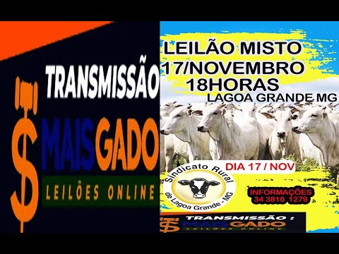 🐂🐄🐃 LEILÃO MISTO DE BOVINOS - LAGOA GRANDE/MG - MAIS GADO LEILÕES 🐂🐄🐃
