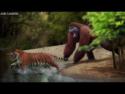 The Evolution of Apes