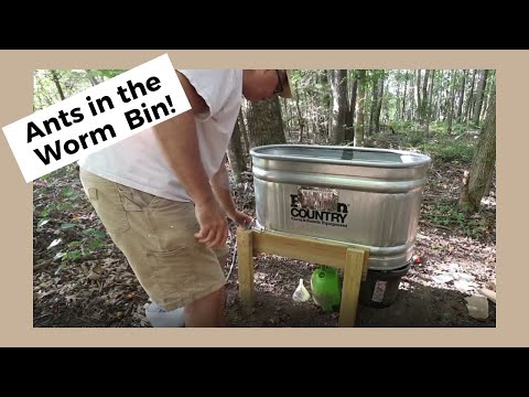 #115 Ants in the Worm Bin!  Also an Update on the Fly Trap and Garden