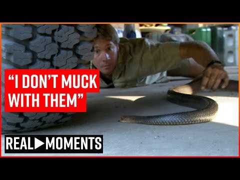 Steve Irwin Finds A Deadly Snake In His Own Garage | Real Moments