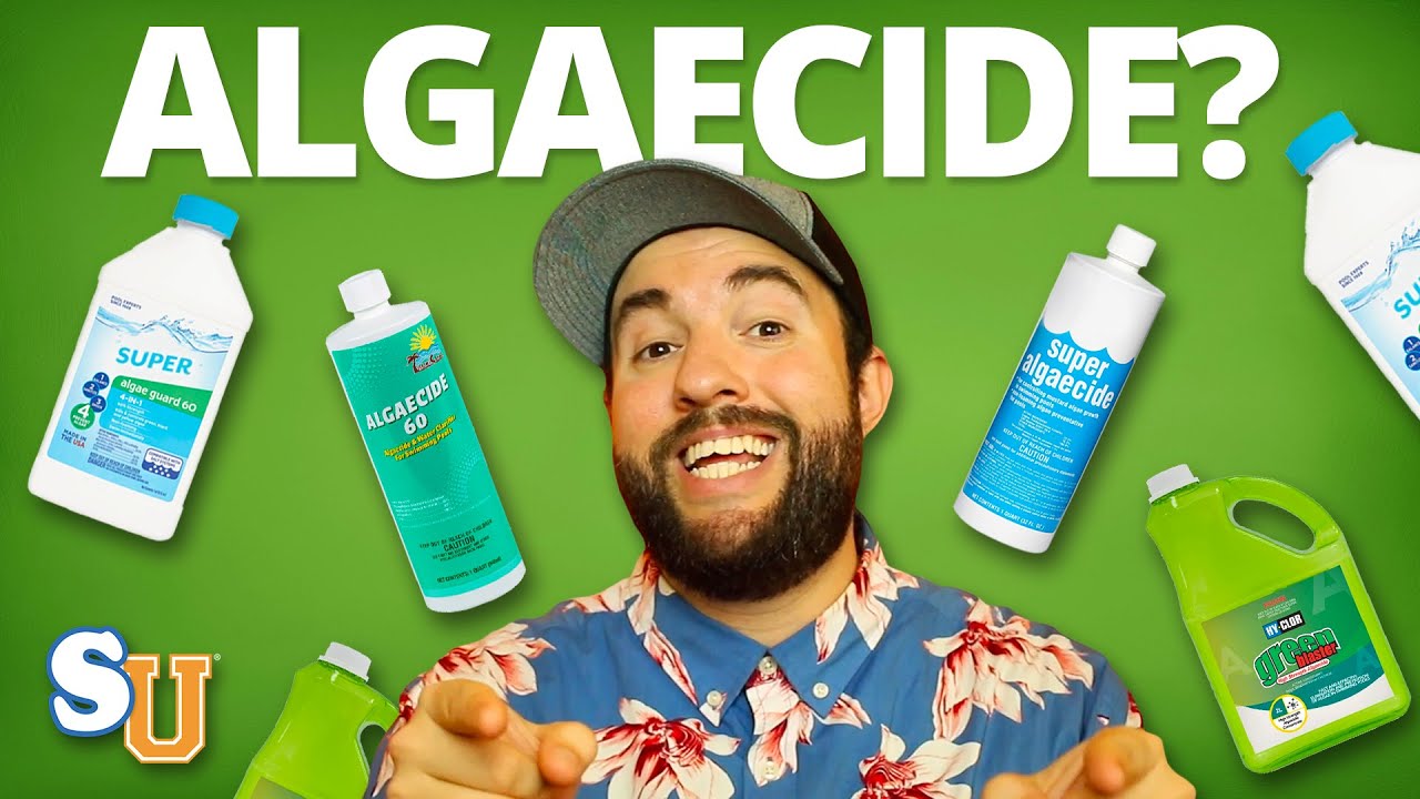Can you swim after putting algaecide on?