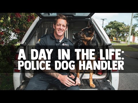 YouTube video about: What do police dogs do off duty?