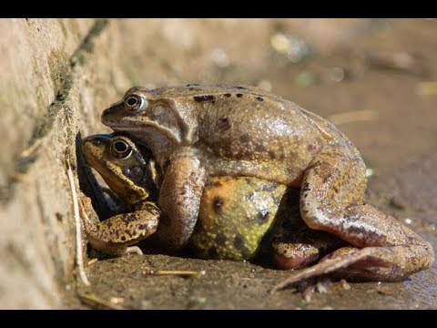 download lagu mp3 mp4 Frogsex, download lagu Frogsex gratis, unduh video klip Frogsex