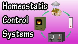 Homeostatic Control Systems - Homeostatic Control Mechanisms and Feedback Control Loops
