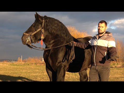 Armasarii lui Marius de la Turda, Cluj - 2024 Nou!!!