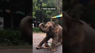 i hate my mind #hotgirls#fitgirl#milf#mallu#bikini#onlyfans #stylish#compilation#tiktok #desi