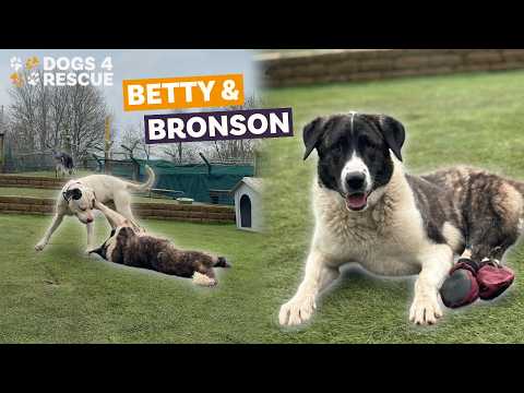 Handican Betty and Bronson the Bullie | Dogs 4 Rescue