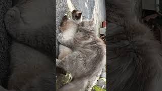 Download lagu CARA KUCING BERKEMBANG BIAK BUBU SI KUCING PEJANTAN TANGGUH mp3