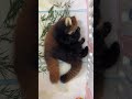 The one who loves to play and loves to play is Lu Mei, Red Panda Nuan Baobao, the younger sister of