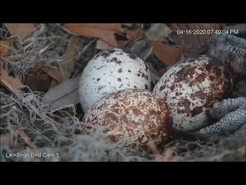 Savannah Osprey Cam ~ First Hatch, April 16, 2020