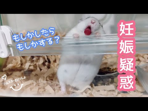 ハムスターが妊娠しているかどうかはどうやってわかりますか?