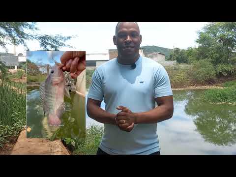 BARRAGINHA BAIRRO SAO FELIX OS PEIXES AS PIABAS E AS MANGAS Antigamente #cultura#bruamdo#bahia 