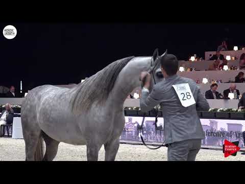 N.128 D SERAJ - Paris 2018 - Junior Colts (Class CM 5B)