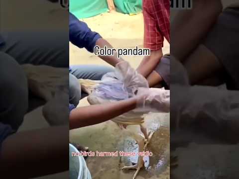 White Kodi punju colour change black #kodipunjulusales #aseelmurga #roosterfarm #kodipunju