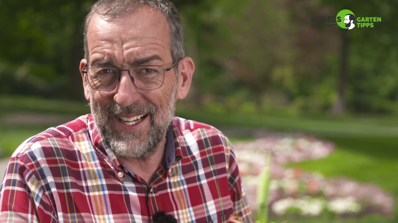 Tulpen & Tulpenzwiebeln – Kauf  Arten  Pflanzzeit  Pflege  Verwendung & Co.