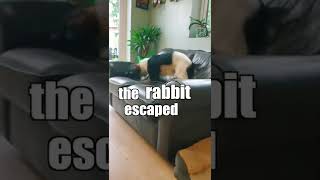 Want To Play? ??️ Funny Talking Animals in Tik Tok KLR Dubs #Shorts #TalkingAnimals #KLRDubs