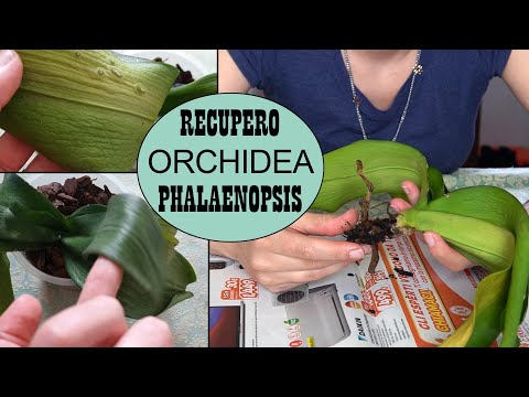 , title : 'ORCHIDEA SENZA RADICI? FALLA RINASCERE! 🌈 salviamo insieme un orchidea che sta per morire! ☠️'