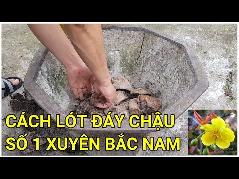 🔴 QBS22129 - CÁCH LÓT ĐÁY CHẬU XUYÊN BẮC NAM || LÓT ĐÁY CHẬU TRỒNG MAI VÀNG | GIÁ THỂ TRỒNG MAI VÀNG