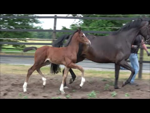 *2022 Hengst von Taurus - Sir Fidergold SOLD!!!