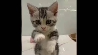 Download lagu imut-imut, video anak kucing ll video-video anak kucing lucu dan imut mp3 Download lagu imut-imut, video anak kucing ll video-video anak kucing lucu dan imut mp3