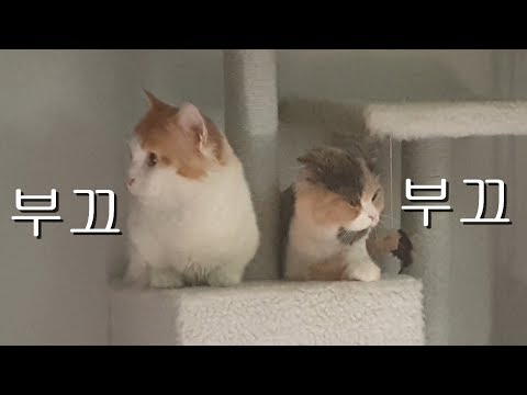 과연 성공시킬수 있을까냥~! 고양이 교배시기,교배방법