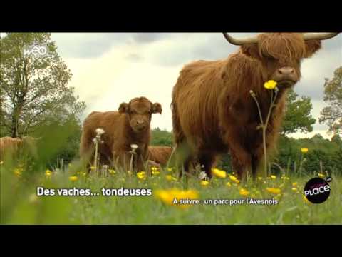 La vache Highland cattle est une bonne tondeuse écologique