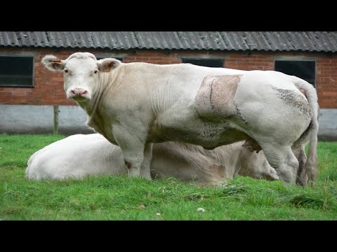 DIY how to make mini Cows, Horse Farm Diorama - Cattle Farm - Barn Animal - Farm House #farming