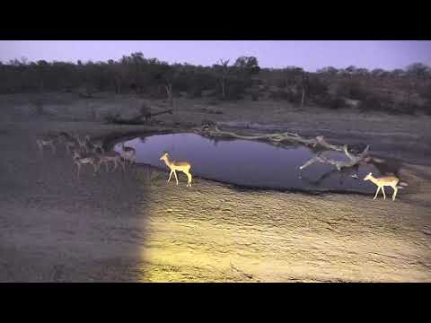 Djuma: Impala herd comes in for drink at dusk - 18:26 - 10/26/18