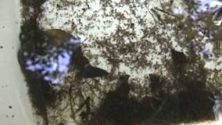 preview picture of video 'Pond Survey at Oak Openings  Oct 4 2008'