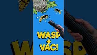 Wasp problem SOLVED!