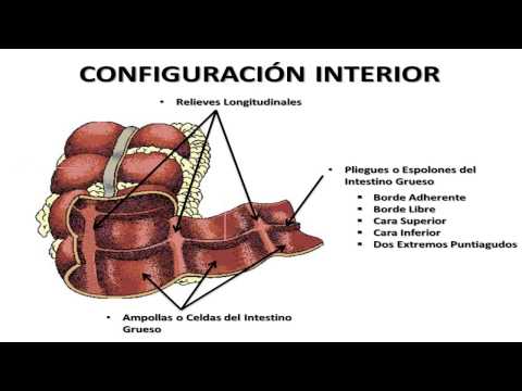 Intestino grueso: medidas, función y anatomía