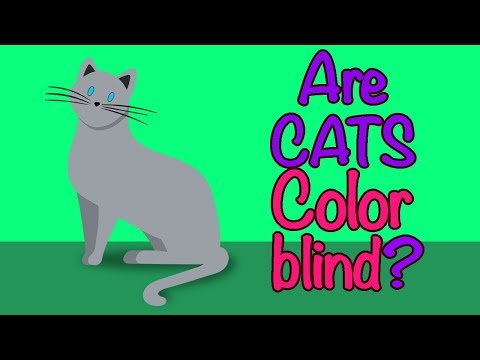 🐱 ARE CATS COLOR BLIND❓CAN CATS SEE COLORS❓