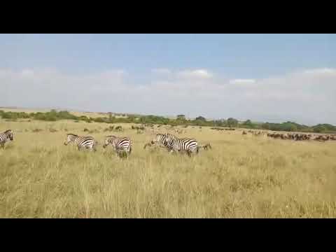 Wildebeest in Maasai Mara