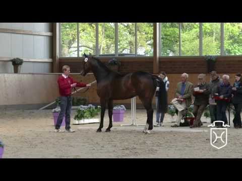 04 Holsteiner Stute Europa PKZ von Casall   Cassini I   Corrado I   Landgraf I