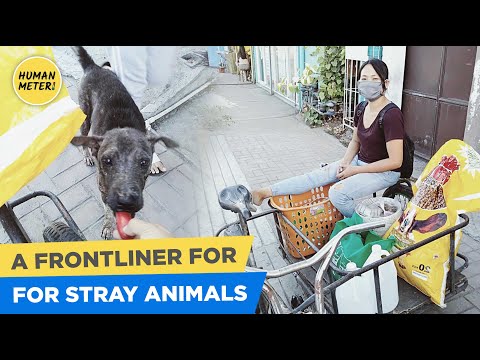 Kind-Hearted Filipina Maureen: Frontliner For Stray Dogs | HumanMeter