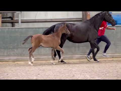 CHOPIN VAN DE HELFTDREVE