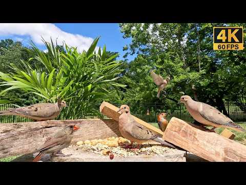 Cat TV for Cats to Watch 😸Mourning Doves, Squirrels and Cute Birds 🐿️ Birds for Cats to Watch