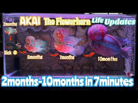 AKAI The Flowerhorn Life Story | AKAI The Flowerhorn